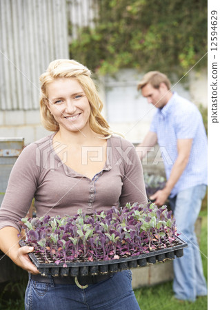 Couple Planting Seedlings On Organic Farm Couple Planting Seedlings On Organic Farm 12594629