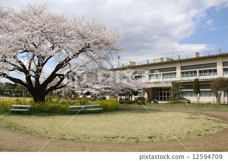 富山櫻 12594709