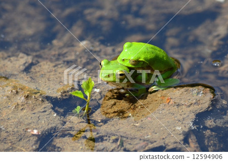 Schlegel frog 12594906