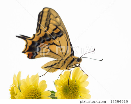 菊花黃黃 菊花黃黃 12594919