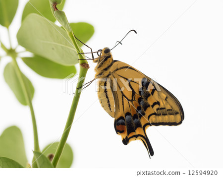 美麗的鬍子維納設計 12594920