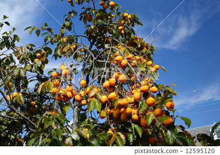 秋天的天空和柿子 12595120