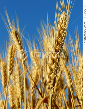 wheat ears wheat ears 12595139