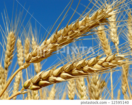 wheat ears wheat ears 12595140