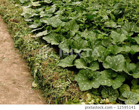 growing pumpkins in arid zone growing pumpkins in arid zone 12595141