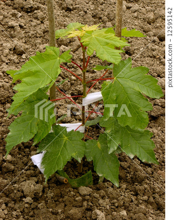 sugar maple sapling sugar maple sapling 12595142