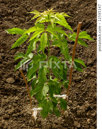ash-leaved maple ash-leaved maple 12595147