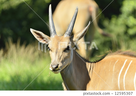 Eland 12595307