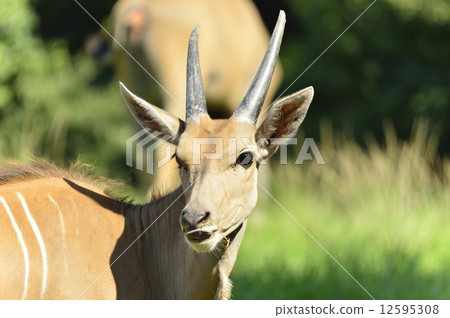 Eland 12595308