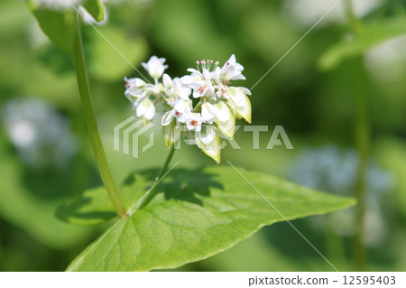 Blue fruit of buckwheat Blue fruit of buckwheat 12595403