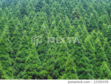 Cedar forest 12595476