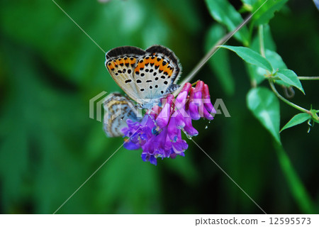 Female Asamushi who breathes in Ebirahuji (foreground) 79: Northern Alps foothills of Nagano Prefecture 12595573