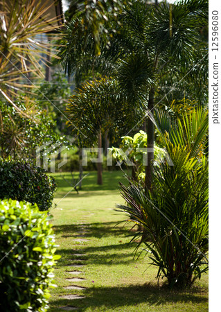 Lush green foliage in tropical rain forest Lush green foliage in tropical rain forest 12596080