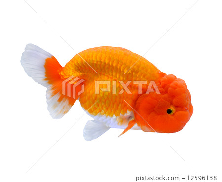 Goldfish Ranchu exhibited at a fair [cutout] 12596138