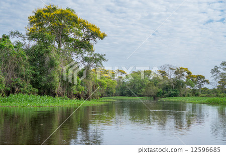 Brazilian Panantal and river Brazilian Panantal and river 12596685