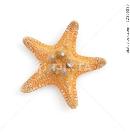 seashell on white background seashell on white background 12596859