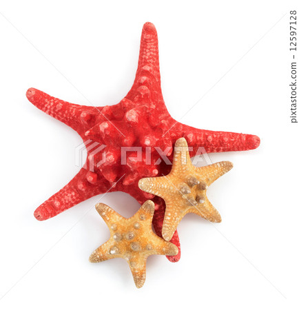 seashell on white background seashell on white background 12597128