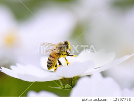 A bee A bee 12597758