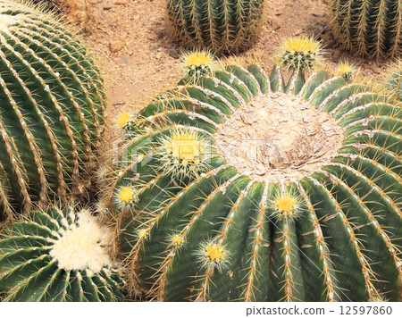 cactus plant 12597860