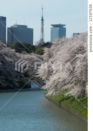櫻花在Chidorigafuchi在年輕的春天 12597936