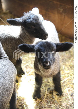Sheep 12597972