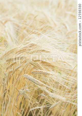 Ears of barley Ears of barley 12598380