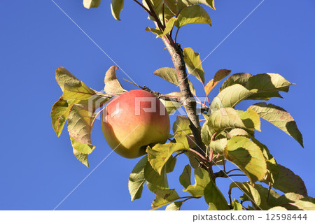 Gunma Moon mo 12598444