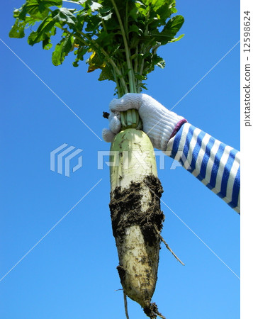 Harvesting spring radish Harvesting spring radish 12598624