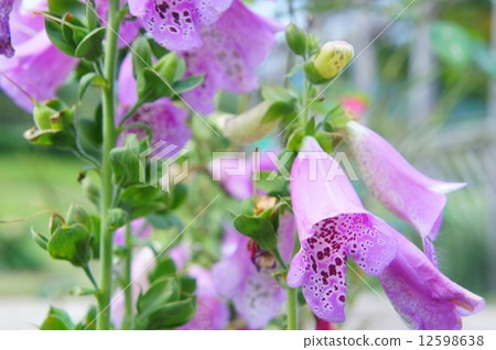 Firefly brush 12598638