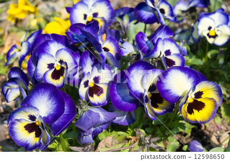 Pansy Pansy 12598650