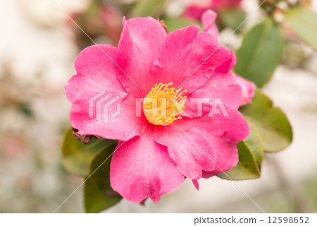 Satake花的花朵 12598652