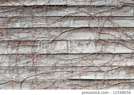 被纏結的常春藤木牆壁 被纏結的常春藤木牆壁 12598656