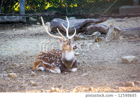 Adventure World Deer 12598685
