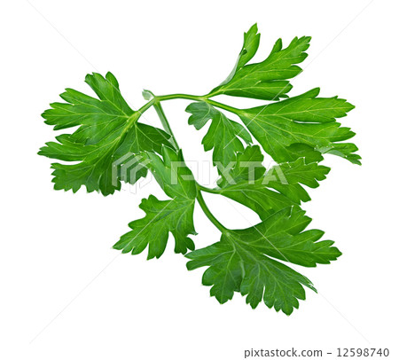 parsley isolated on a white background 12598740