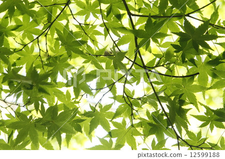 Green autumn leaves Green autumn leaves 12599188