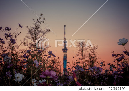 Evening landscape and Tokyo Sky Tree 12599191