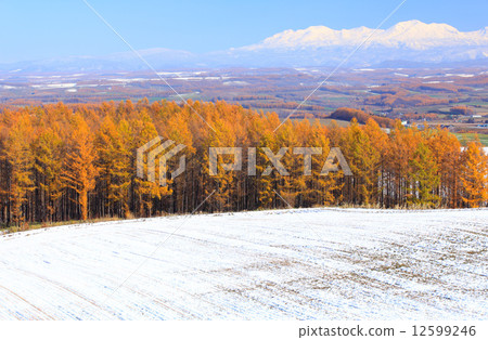 Large snowy mountains of Kamifurano-cho town of Hokkaido and larch forest of yellow leaves Large snowy mountains of Kamifurano-cho town of Hokkaido and larch forest of yellow leaves 12599246