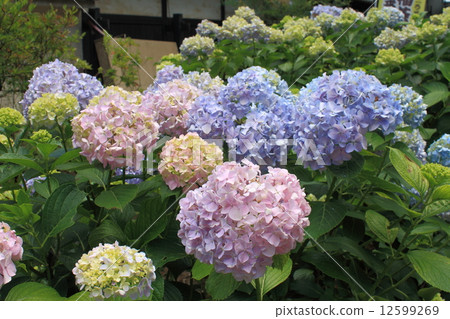 Hydrangeas at Morinji Temple (Tatebayashi City, Gunma Prefecture) 12599269