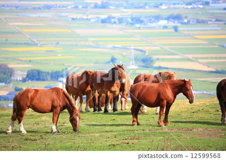 阿蘇牧場 12599568