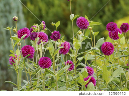 Dahlia Dahlia 12599632