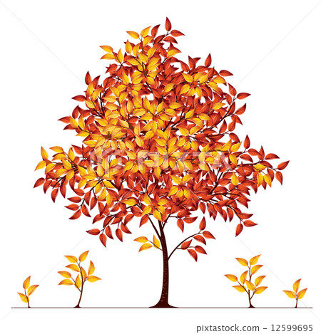 Autumn tree 12599695