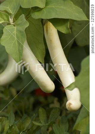 茄子 12599819