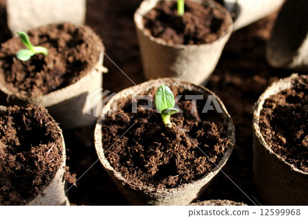 Young fresh seedling Young fresh seedling 12599968