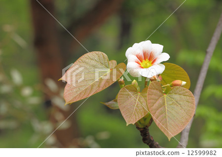 Cinnabar blossoms 12599982