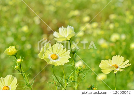 Cosmos (Yellow Campus) 12600042