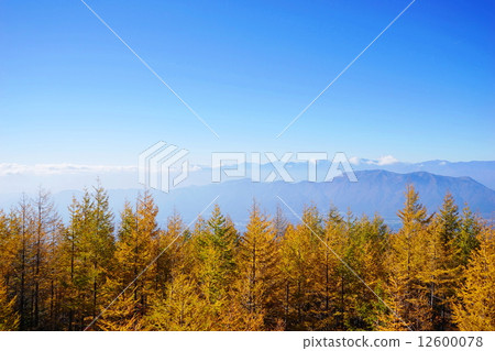 October leaves Larix · Pinacea 05 Autumn leaves · Mt. Fuji 4th eye view 12600078