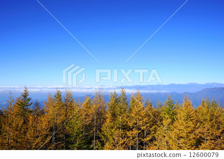 October leaves larch / Pinaceae 04 autumn leaves, Mt. Fuji 4th eye view 12600079