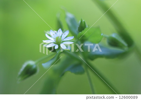 Natural plants Ushihakobe and hakobe are in the spring seven times, but in autumn it will become visible again when high-grass grass withers 12600089
