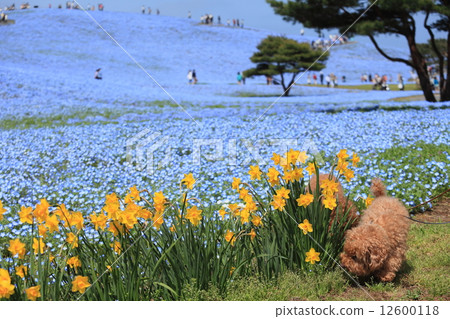 Nemophila和小狗 12600118