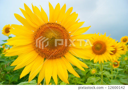sunflower sunflower 12600142